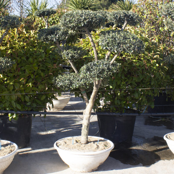 MACROBONSAI- OLEA EUROPAEA - Imagen 2