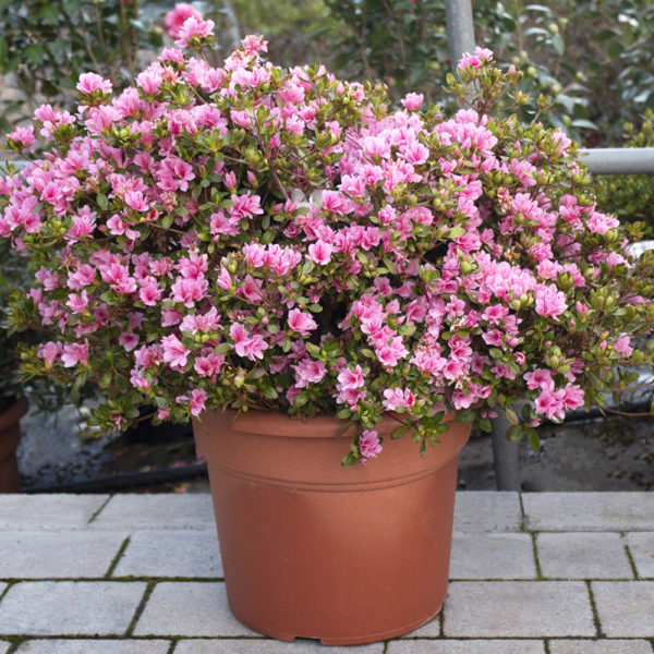 RHODODENDRON JAPONICUM KIRIN - Azalea japónica kirin