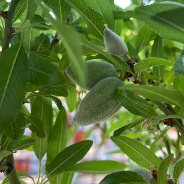 PRUNUS AMYGDALUS (Dulcis), ALMENDRO - Imagen 2
