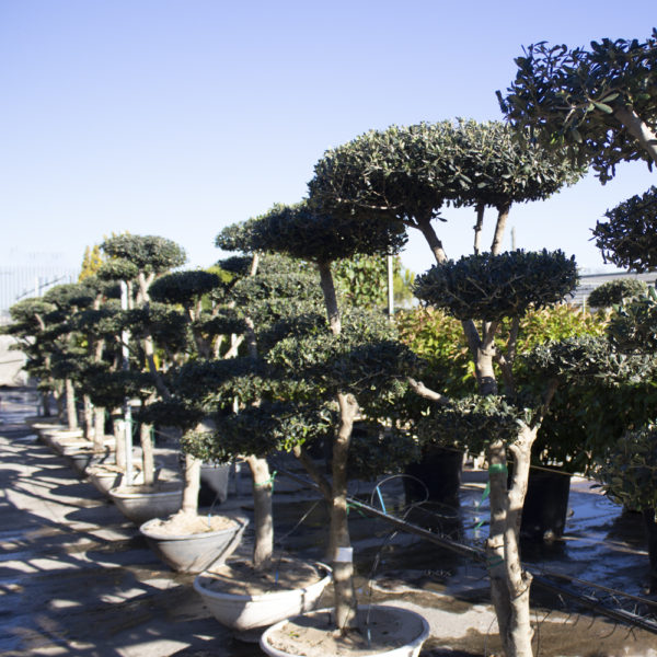 MACROBONSAI- OLEA EUROPAEA - Imagen 3