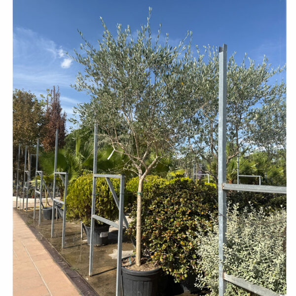 OLEA EUROPAEA- OLIVO - Imagen 3