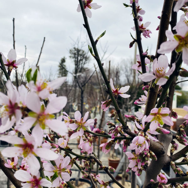 PRUNUS AMYGDALUS (Dulcis), ALMENDRO