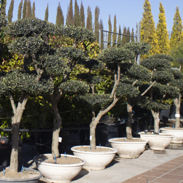 MACROBONSAI- OLEA EUROPAEA