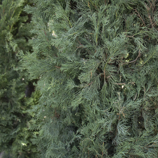 CUPRESSUS SEMPERVIRENS, "STRICTA" - Imagen 2