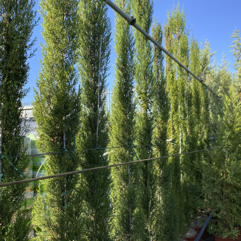 CUPRESSUS SEMPERVIRENS, CIPRÉS COMÚN Viveros Peña