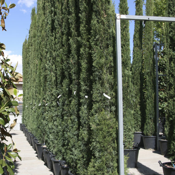 CUPRESSUS SEMPERVIRENS, "STRICTA"