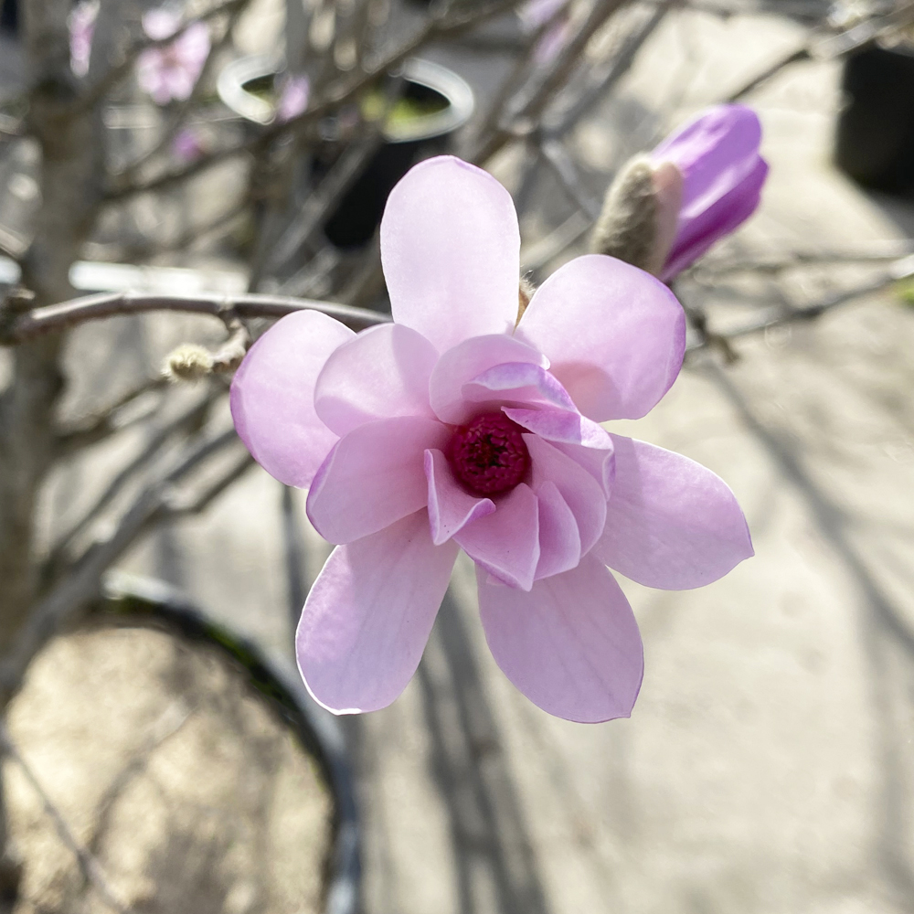 MAGNOLIA STELLATA - Viveros Peña - Centro jardinería, plantas y árboles en  Madrid