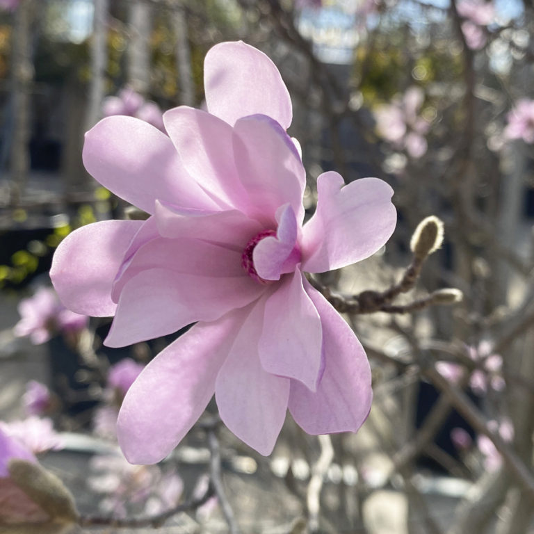 MAGNOLIA STELLATA - Viveros Peña - Centro jardinería, plantas y árboles
