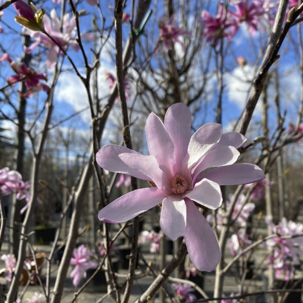 MAGNOLIA STELLATA - Imagen 5