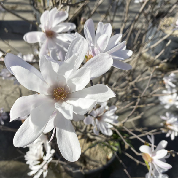 MAGNOLIA STELLATA - Imagen 3