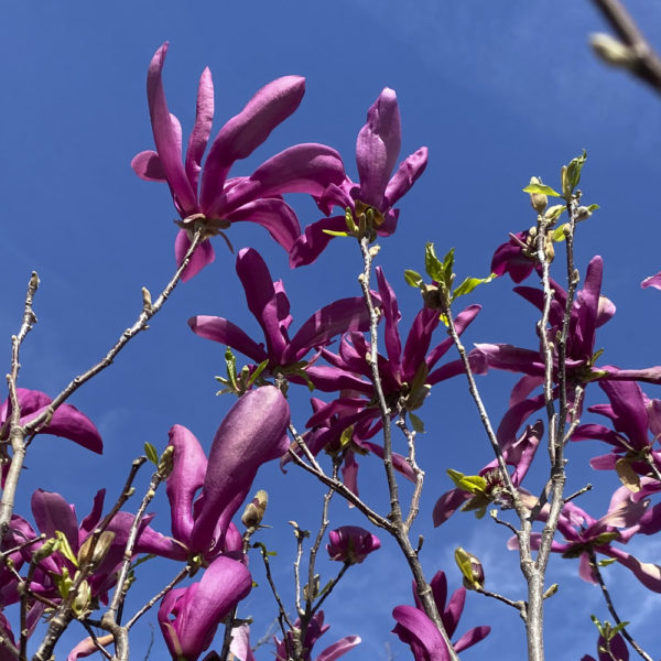 MAGNOLIA X "SUSAN"