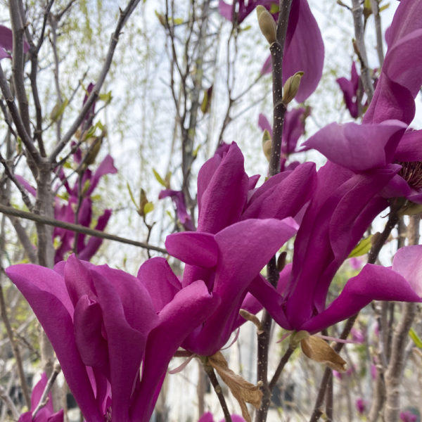 MAGNOLIA X "SUSAN" - Imagen 4