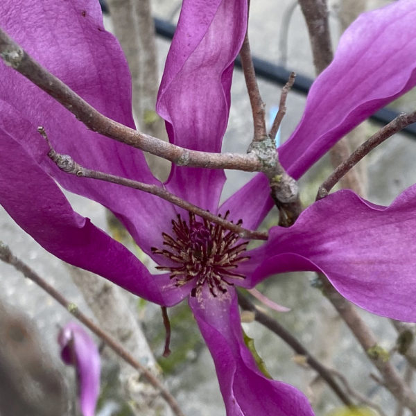 MAGNOLIA X "SUSAN" - Imagen 2