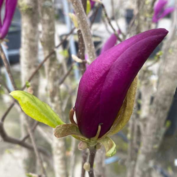 MAGNOLIA X "SUSAN" - Imagen 3