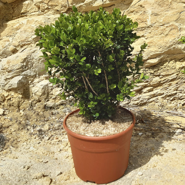 BUXUS MICROPHYLLA FAULKNER
