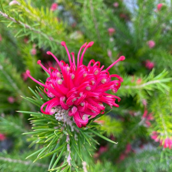 GREVILLEA JUNIPERINA - Imagen 2