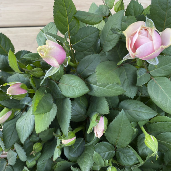 "UNA Y MIL ROSAS": Centro de Rosas - Imagen 2