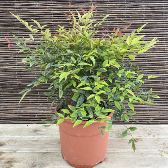 Nandina Doméstica C20