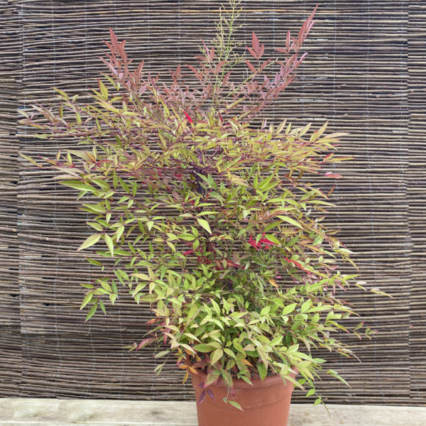 Nandina Doméstica C25