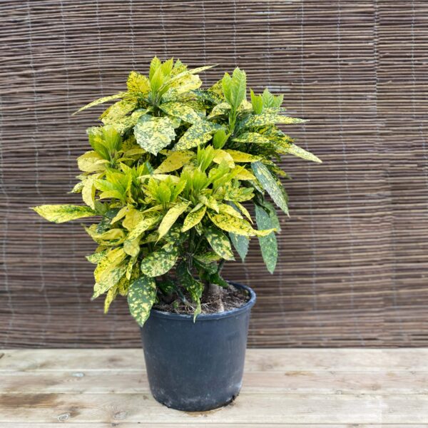 AUCUBA JAPONICA "CROTONIFOLIA"