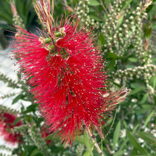 CallistemonLeavis flor