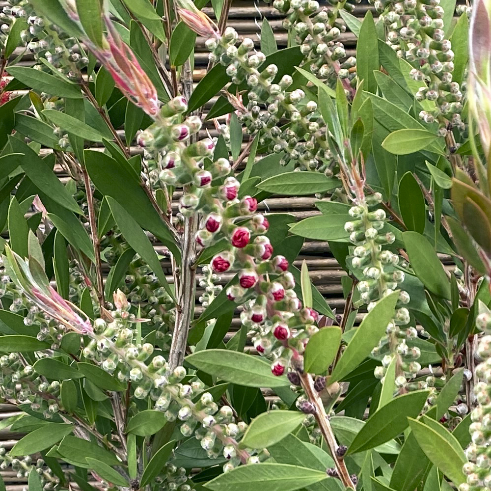 Callistemon : planter et tailler – PagesJaunes