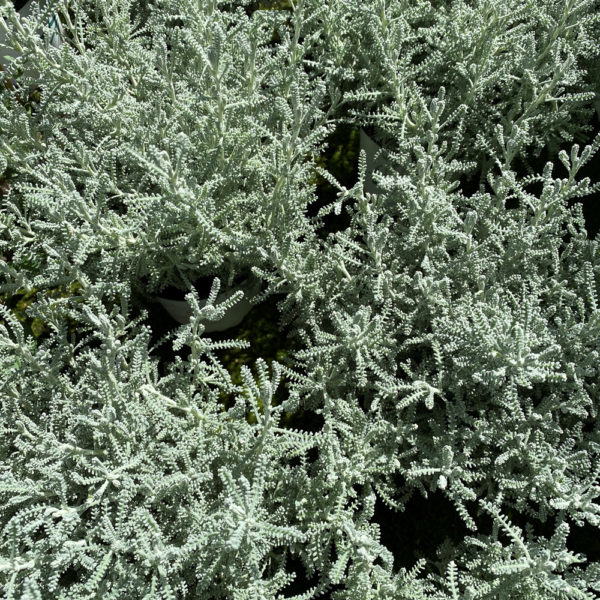 SANTOLINA CHAMAECYPARISSUS - Imagen 2