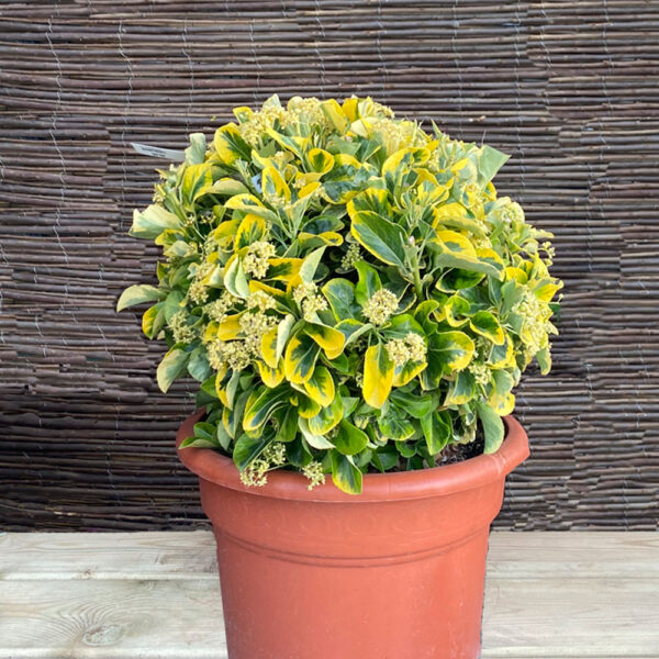 EUONYMUS JAPONICUS AUREA (BOLA)