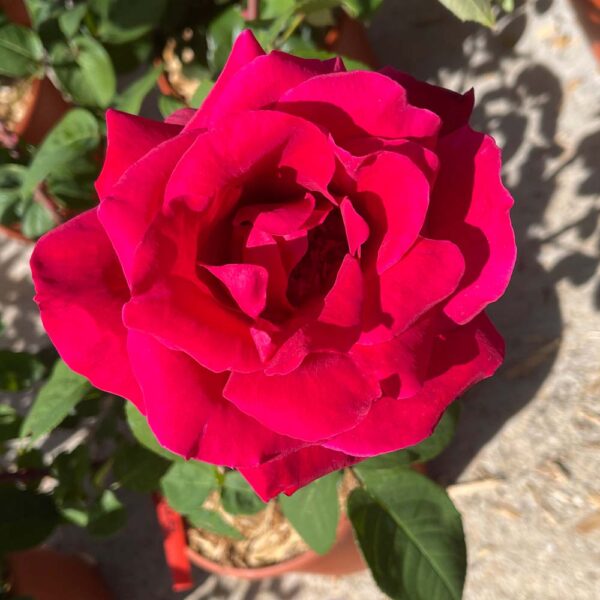 ROSAL  "CHRYSLER IMPERIAL"