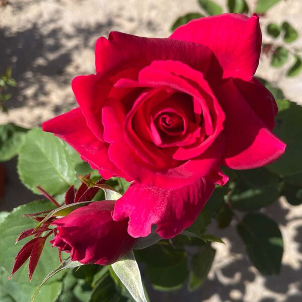 ROSAL  "CHRYSLER IMPERIAL" - Imagen 2