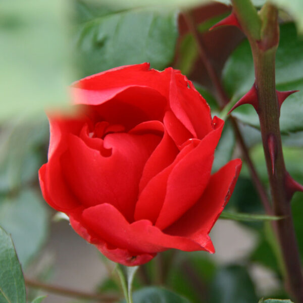 ROSAL "SEVILLANA"