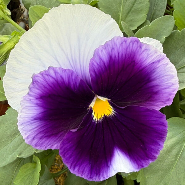 PENSAMIENTO (VIOLA WITTROCKIANA) - Imagen 2