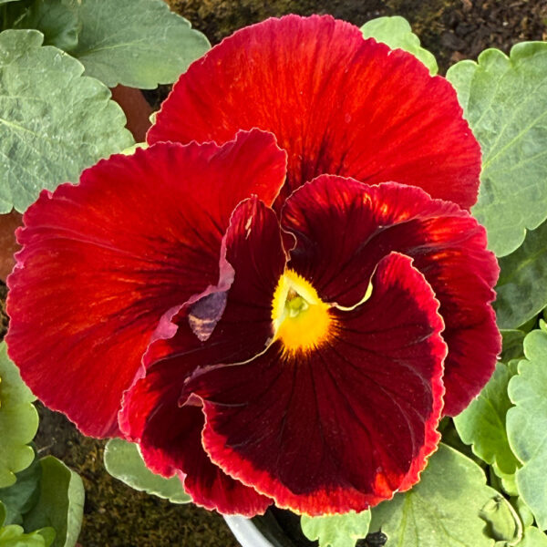 PENSAMIENTO (VIOLA WITTROCKIANA) - Imagen 4