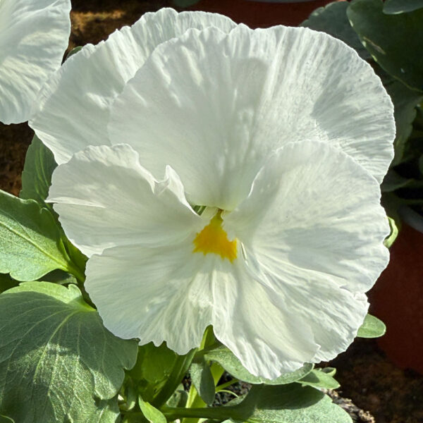 PENSAMIENTO (VIOLA WITTROCKIANA) - Imagen 3