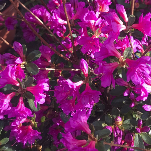 AZALEA JAPONICA "AMOENA" - Imagen 3