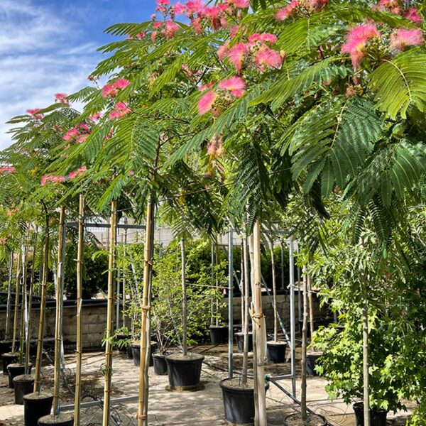 ALBIZIA JULIBRISSIN OMBRELLA