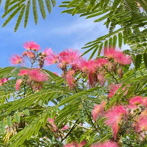 ALBIZIA JULIBRISSIN OMBRELLA - Imagen 3