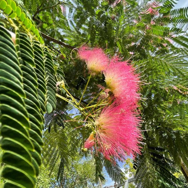ALBIZIA JULIBRISSIN OMBRELLA - Imagen 4