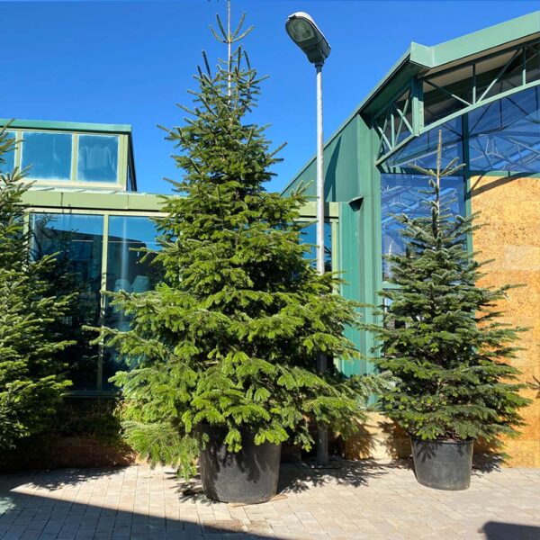 ABIES NORDMANNIANA (Abeto) - Imagen 5