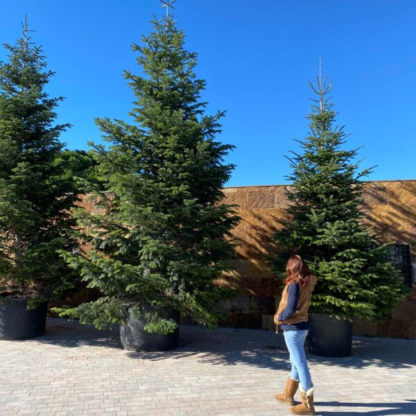 ABIES NORDMANNIANA (Abeto) - Imagen 3
