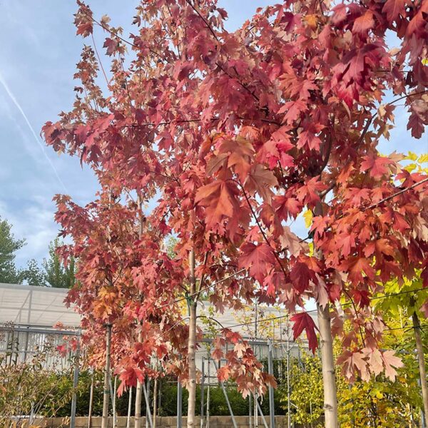 ACER X FREEMANII "JEFFERSON RED"