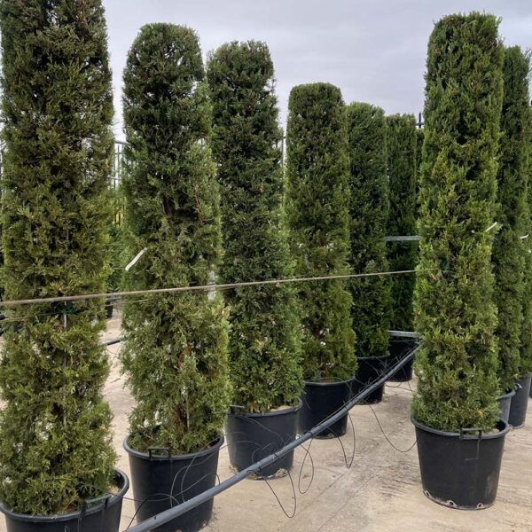 CUPRESSUS S. "DRUPECIANA HOLGER"