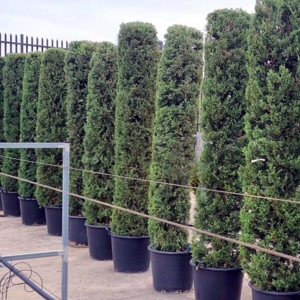 CUPRESSUS S. "DRUPECIANA HOLGER" - Imagen 3