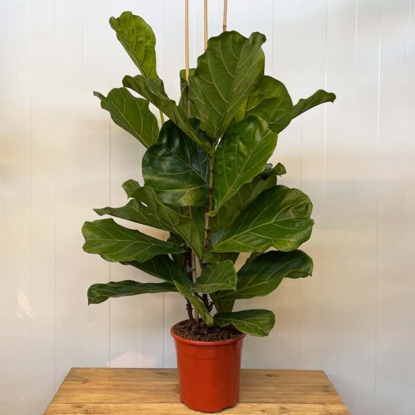 FICUS LYRATA