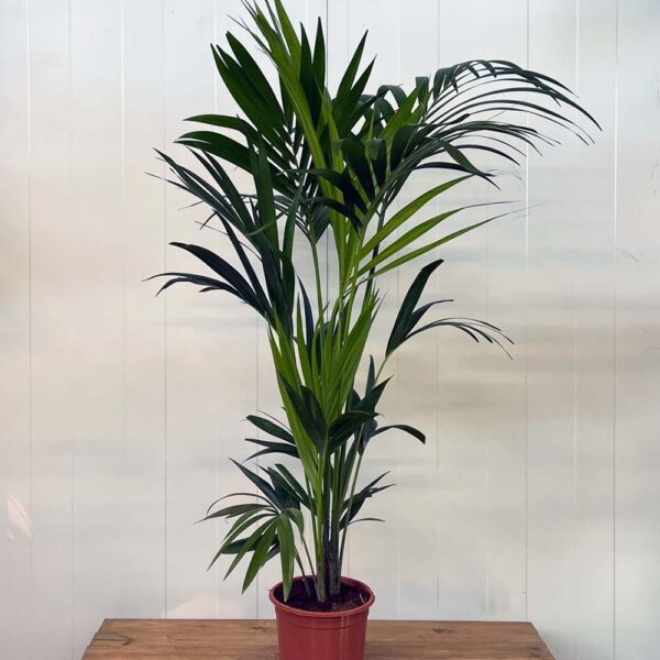 KENTIA - HOWEA FORSTERIANA