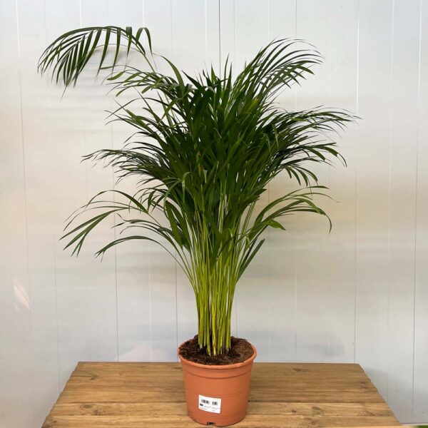 ARECA