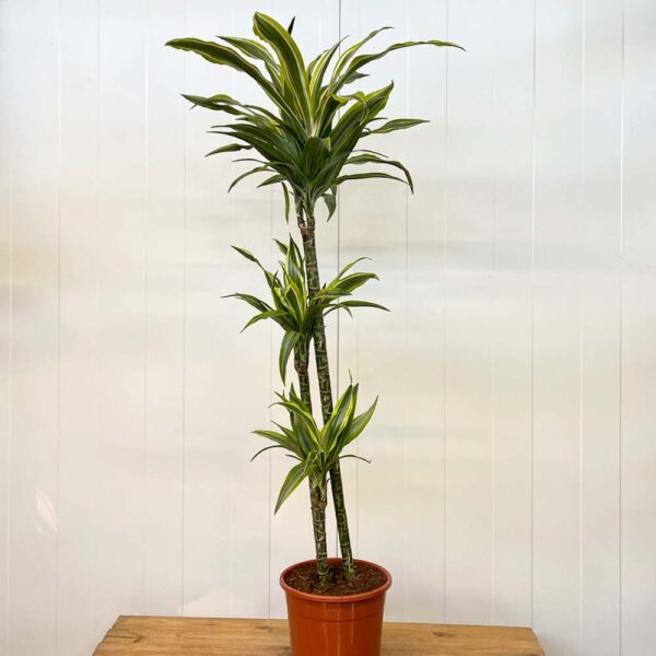 DRACAENA LEMON LIME- DRACENA