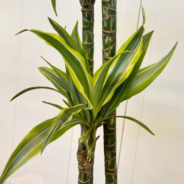 DRACAENA LEMON LIME- DRACENA - Imagen 3