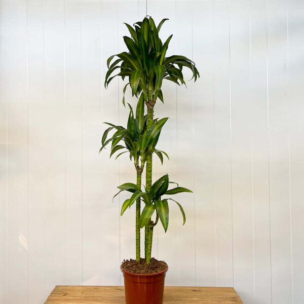 DRACAENA HAWAIIAN SUNSHINE- DRACENA