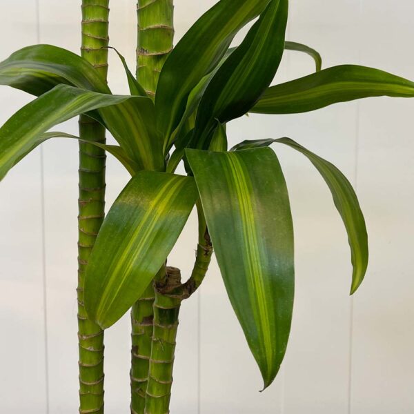 DRACAENA HAWAIIAN SUNSHINE- DRACENA - Imagen 3